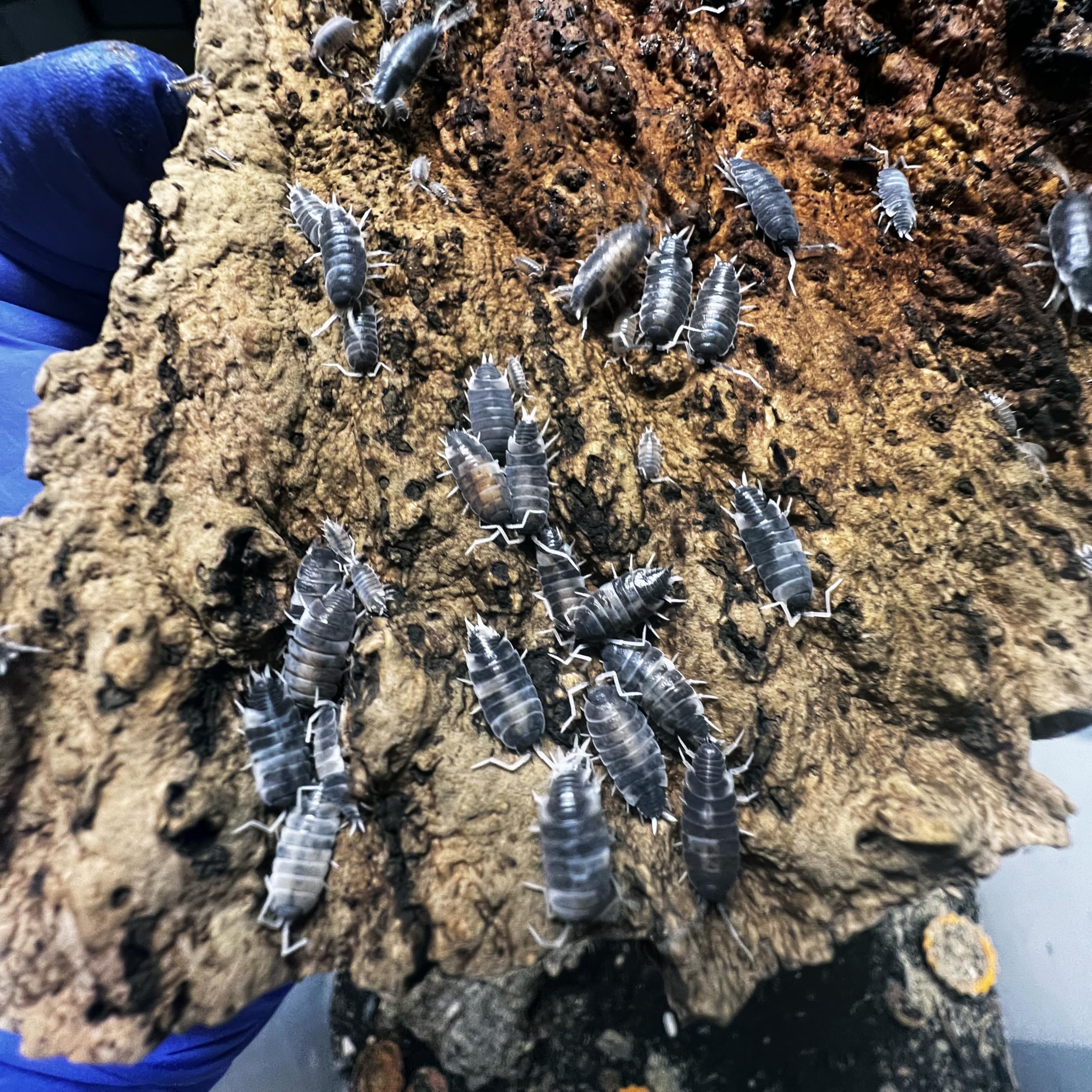 Exo-Morphs Live Powder Oreo Crumble Isopods - Porcellionides pruinosus - Assorted Sizes - Terrarium Cleaner Crew - Live Arrival Guaranteed (25 ct.)