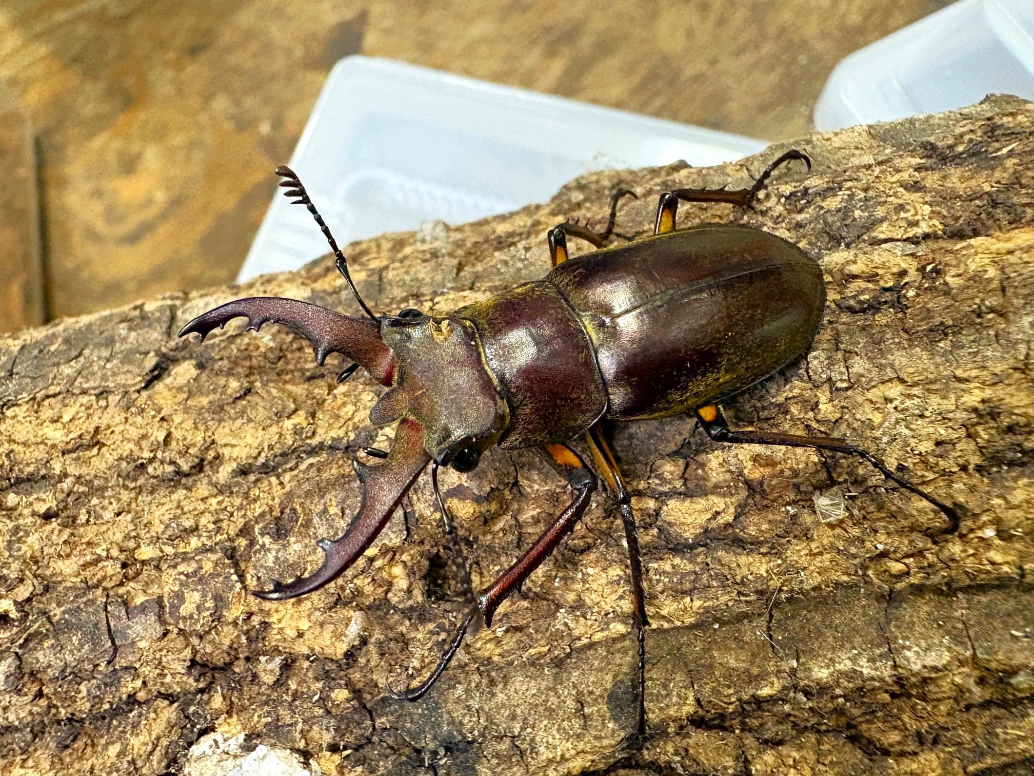 Amazon | 【生体】天然 ミヤマクワガタ 成虫 ペア（Sサイズ） from