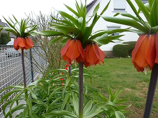 Blumenzwiebeln Kaiserkronen Fritillaria imperialis Rubra XXL Gr. 24