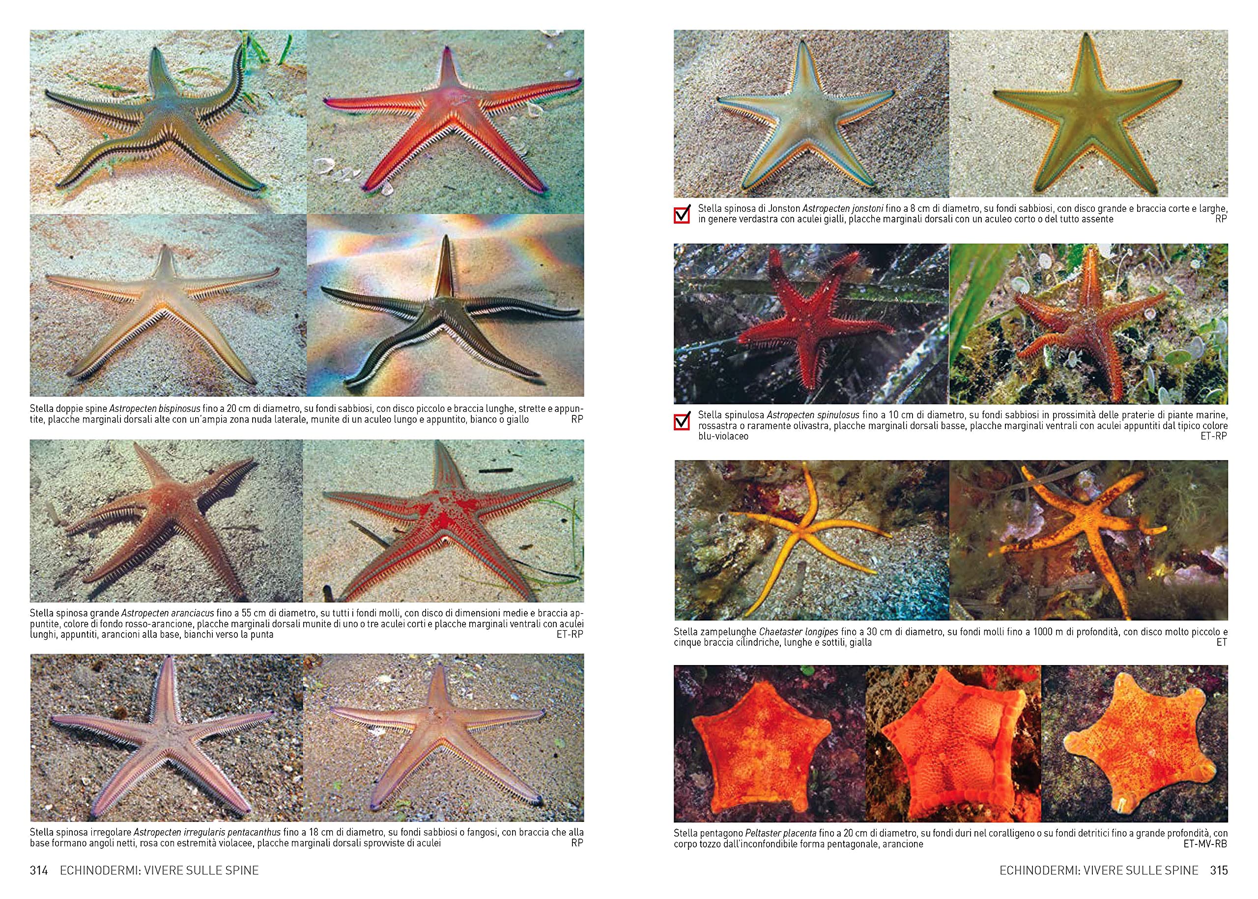 Atlante di flora e fauna del Mediterraneo. Guida alla biodiversità degli ambienti marini. Ediz. a colori