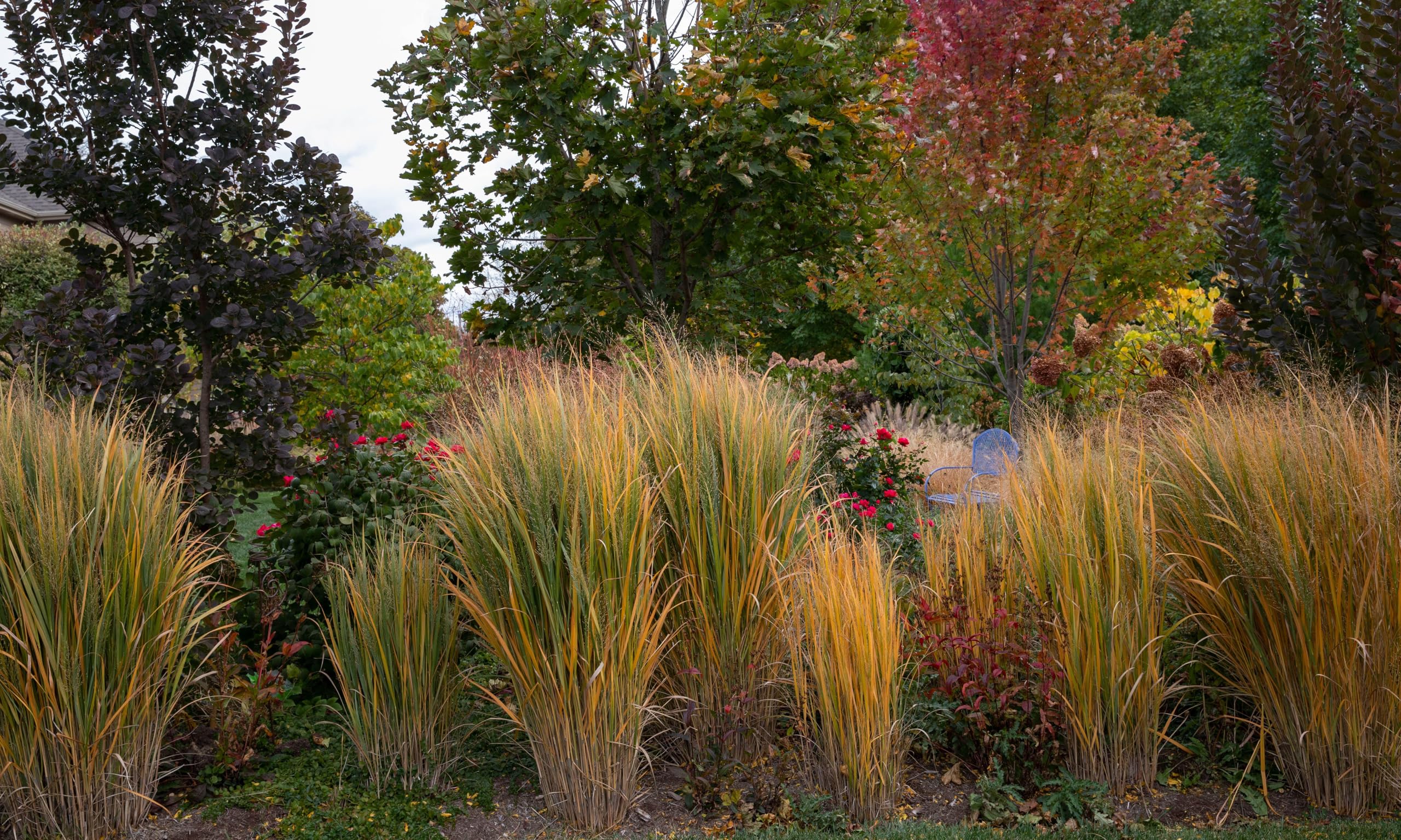 Stauden Gänge 3 x Panicum virgatum 'Northwind' im 1 Liter Topf (Ziergras/Gräser/Winterhart/Mehrjährig/Staude) Reisen Rutenhirse - TOP SORTE/EXTREM AUFRECHT - Perfekt für als Sichtschutz