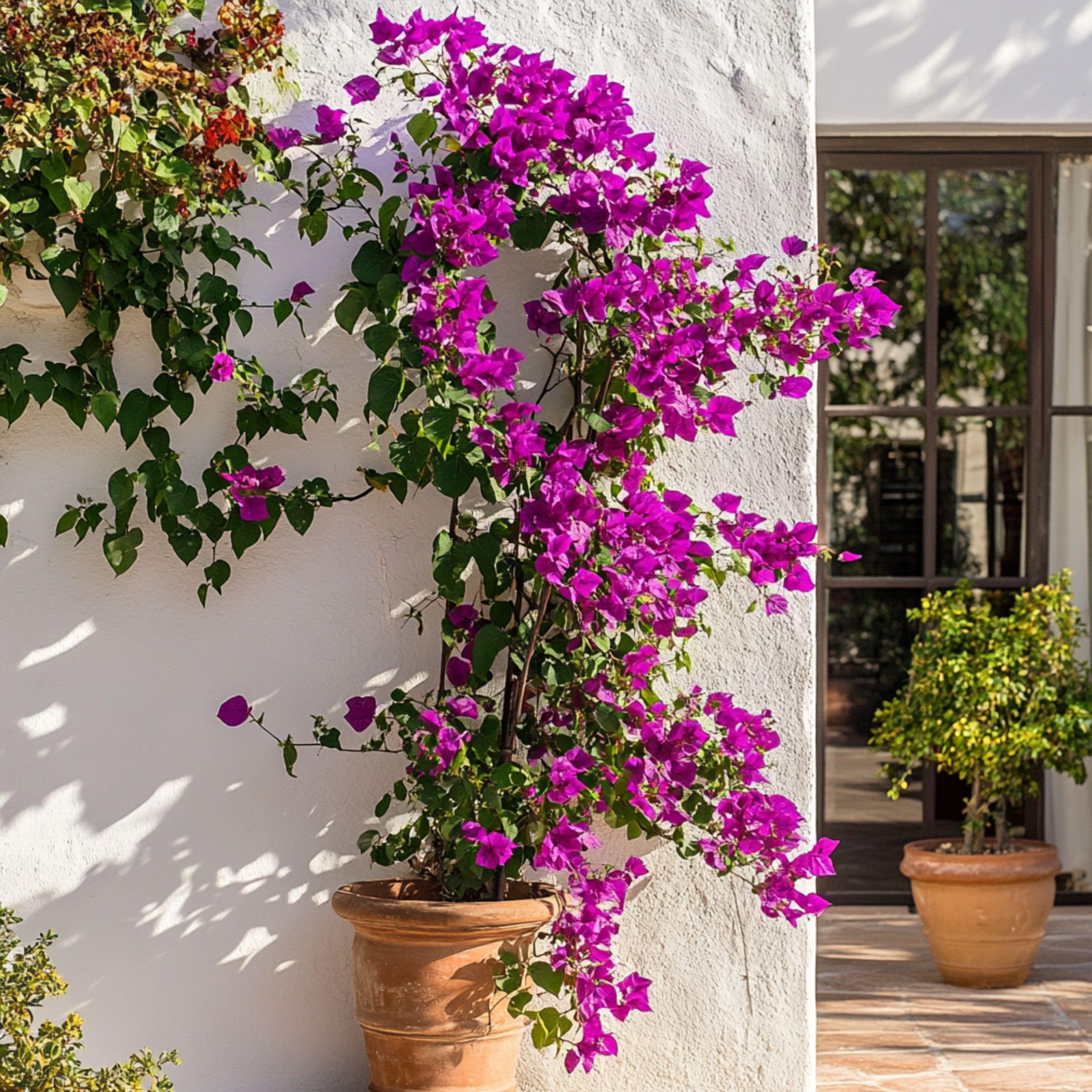 Plant in a Box - Bougainvillea 'Alexandra' - Violet - Plante grimpante - Plante de jardin - Pot 17cm - Hauteur 50-60cm