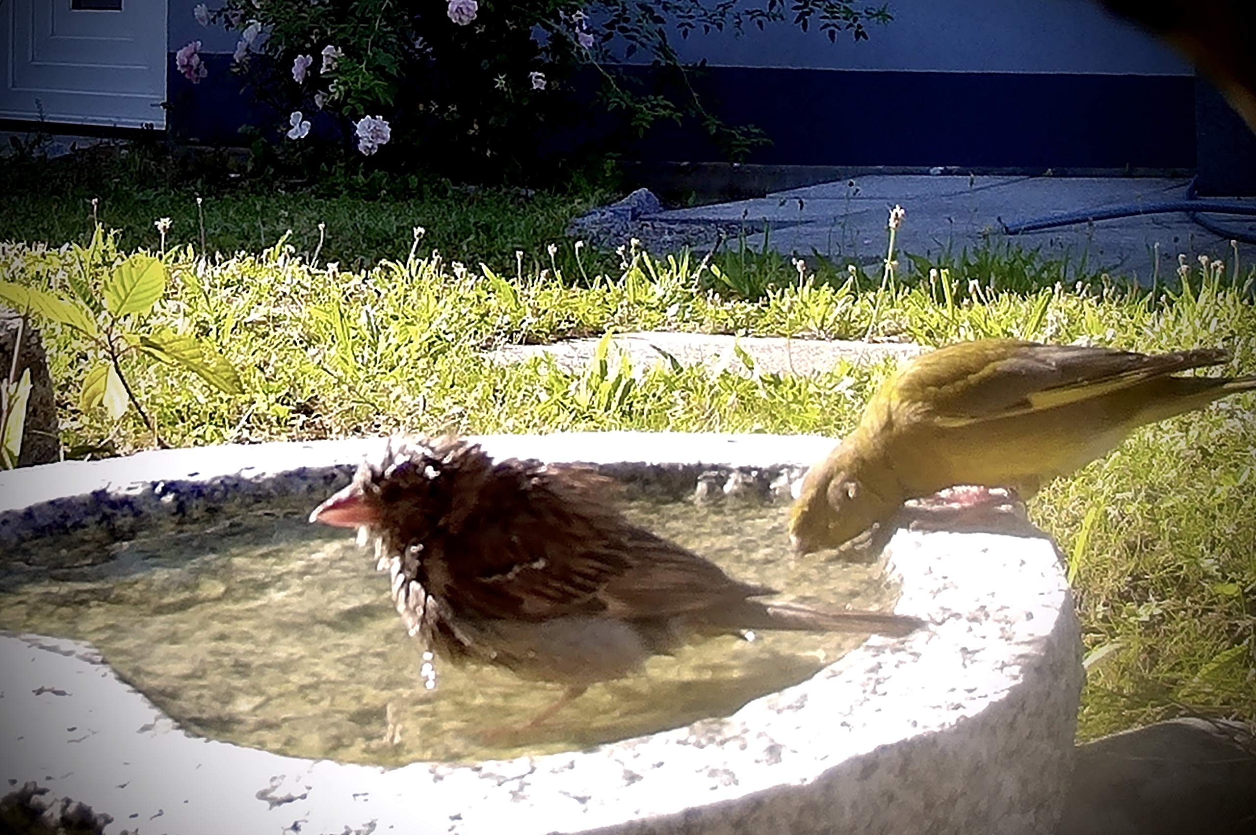 Vogelbad aus Granit (mit 3 Vögele am Rand sitzend)