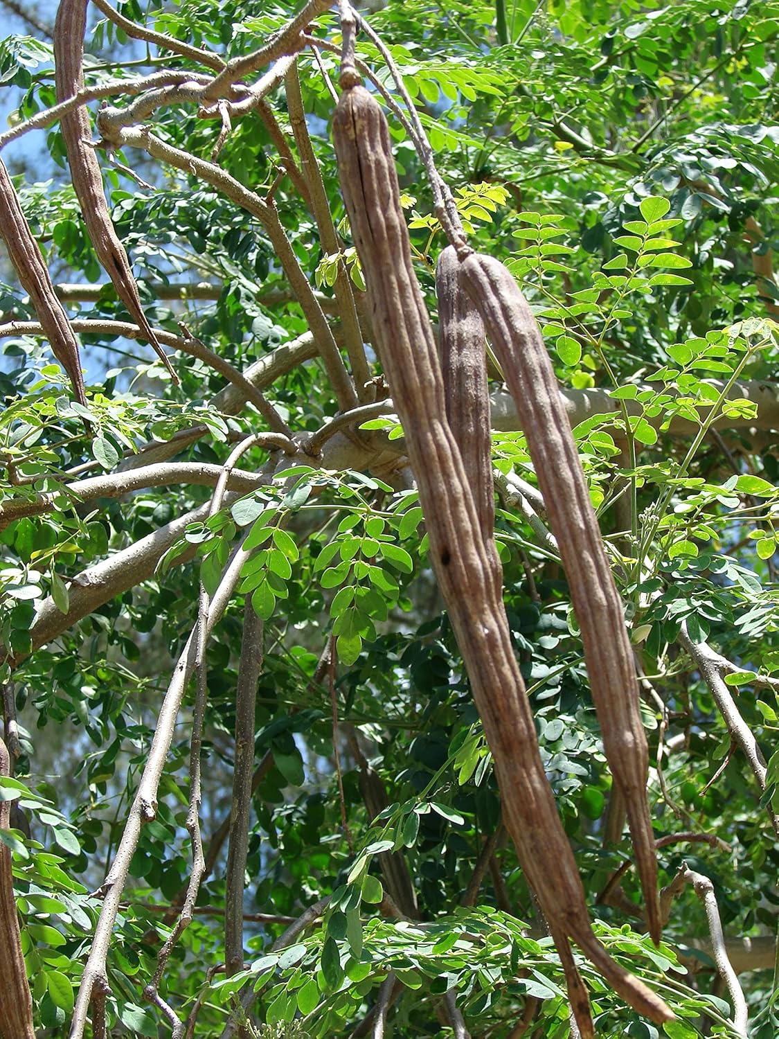 Bulk/Wholesale Moringa Oleifera Seeds (Semillas de Moringa) / WT: 1 Lb, 2 Lbs, 5 Lbs, and 10 Lbs!! (1 LB)