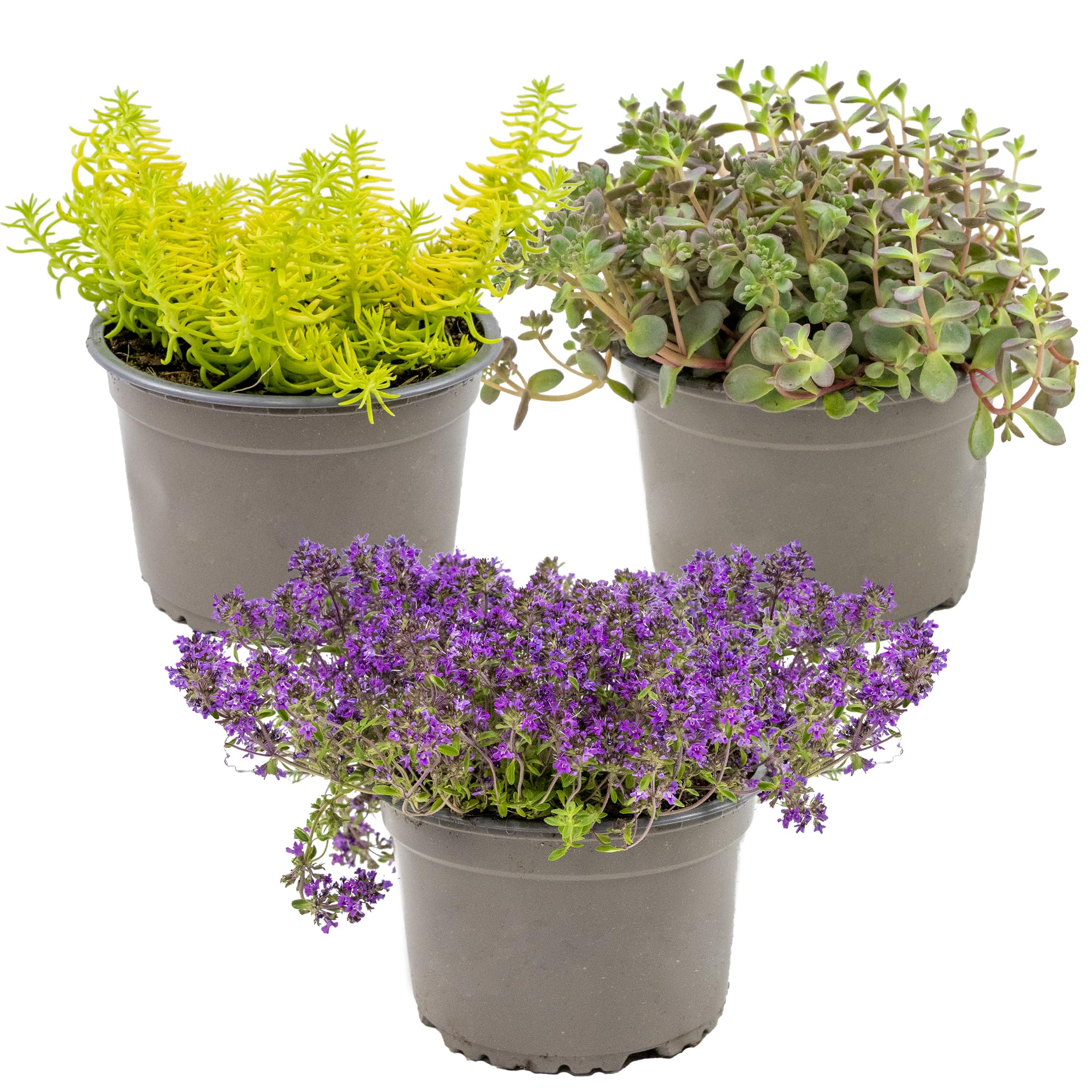 Sedum résistant au gel Bloomique, lot de 3 orpins au feuillage persistant en pot de 14 cm