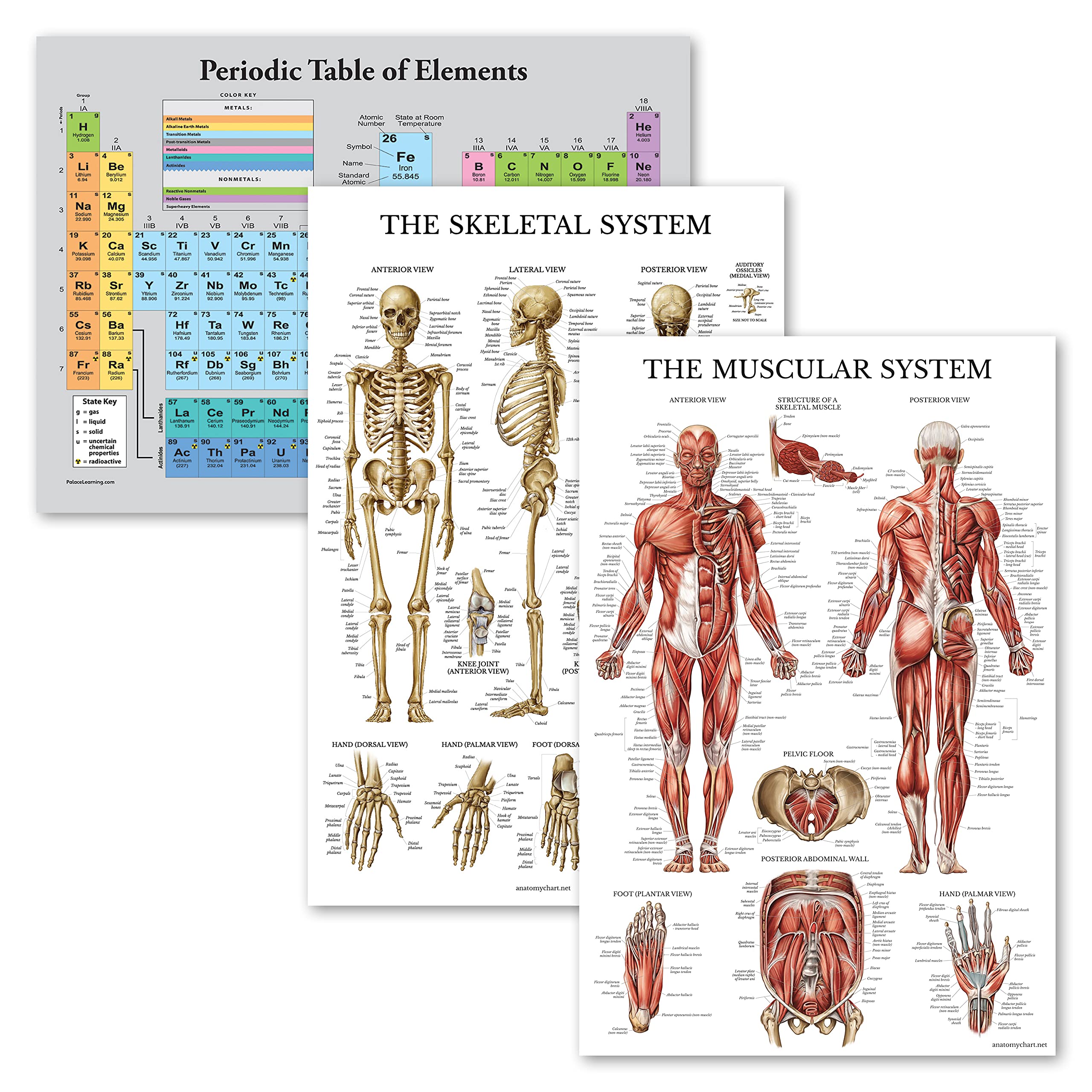 Buy 3 Pack Periodic Table of the Elements Poster [Grey] + Muscular