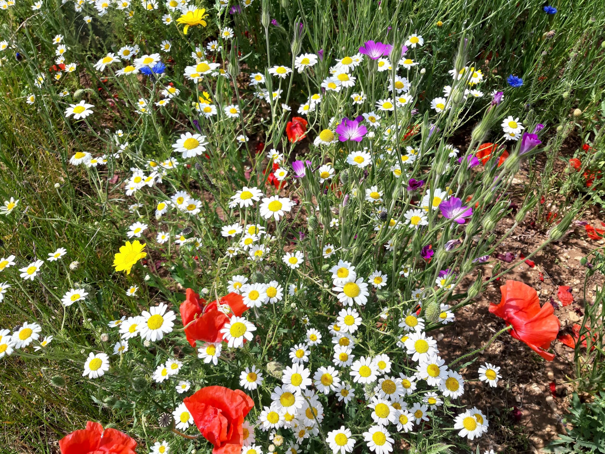 Roselyn Seeds 100% Pure UK Wildflower Seeds (Grass Free) - Premium Professional Wild Flower Mixture | 21 Native British Species - No Fillers | Bee & Butterfly Pollinator Mix - UK Grown Seed - 60 grams