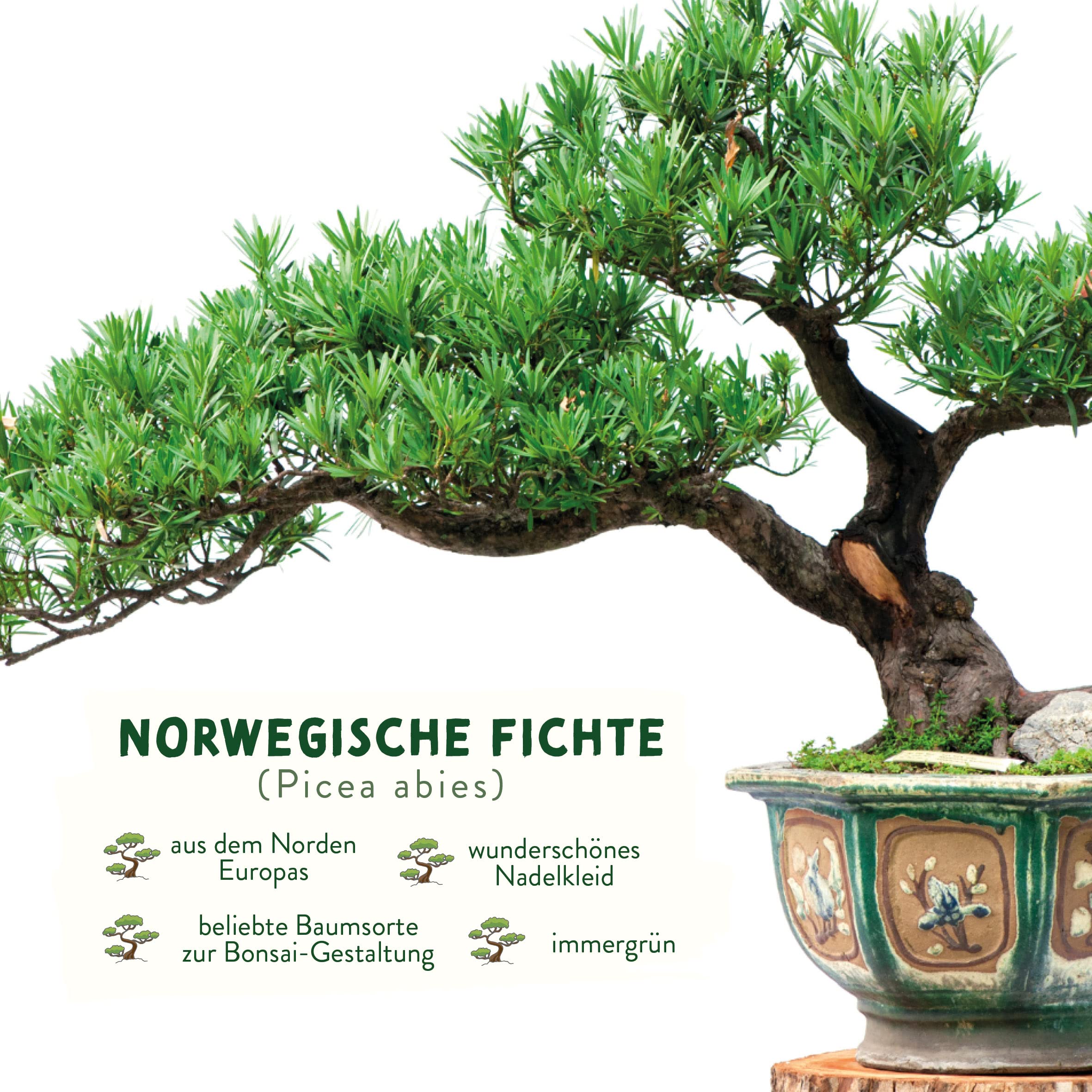 valeaf Norwegische Fichte Bonsai Samen I Premium Bonsaisamen zur Bonsai  Anzucht I Bonsai Starter Kit Samen als Bonsai Kit I samenfestes Bonsai  Saatgut I Pflanzen Samen zum Bonsai Baum Pflanzen : Amazon.de: