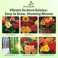 Vista 10 de Outsidepride Bicolor Mix Gerbera Seeds - 10 Pcs Perennial, Compact & Low Maintenance, Flower Seeds for Planting w/Vibrant Mixed Blooms, Ideal for