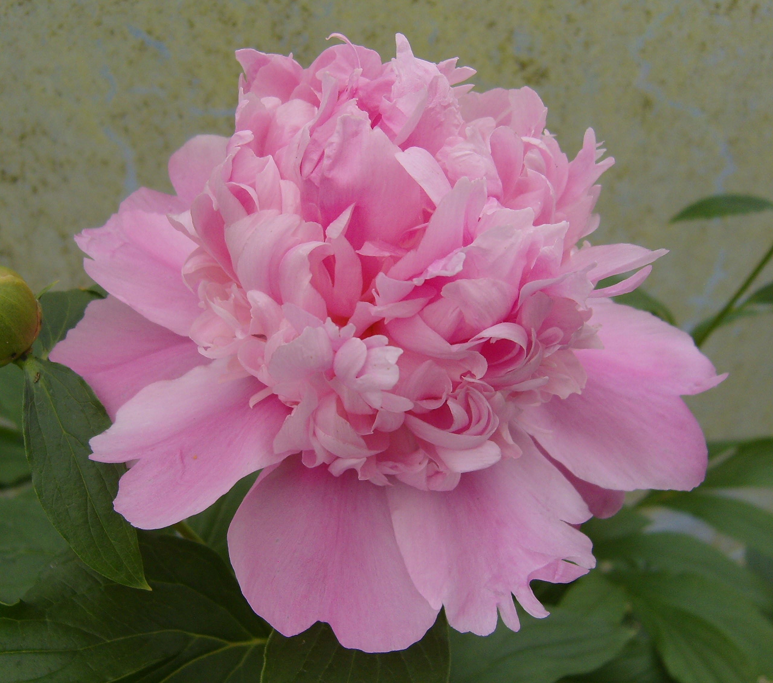 Peony lactiflora Mons Jules Elie herbaceaous perennial 3-5 eye plants