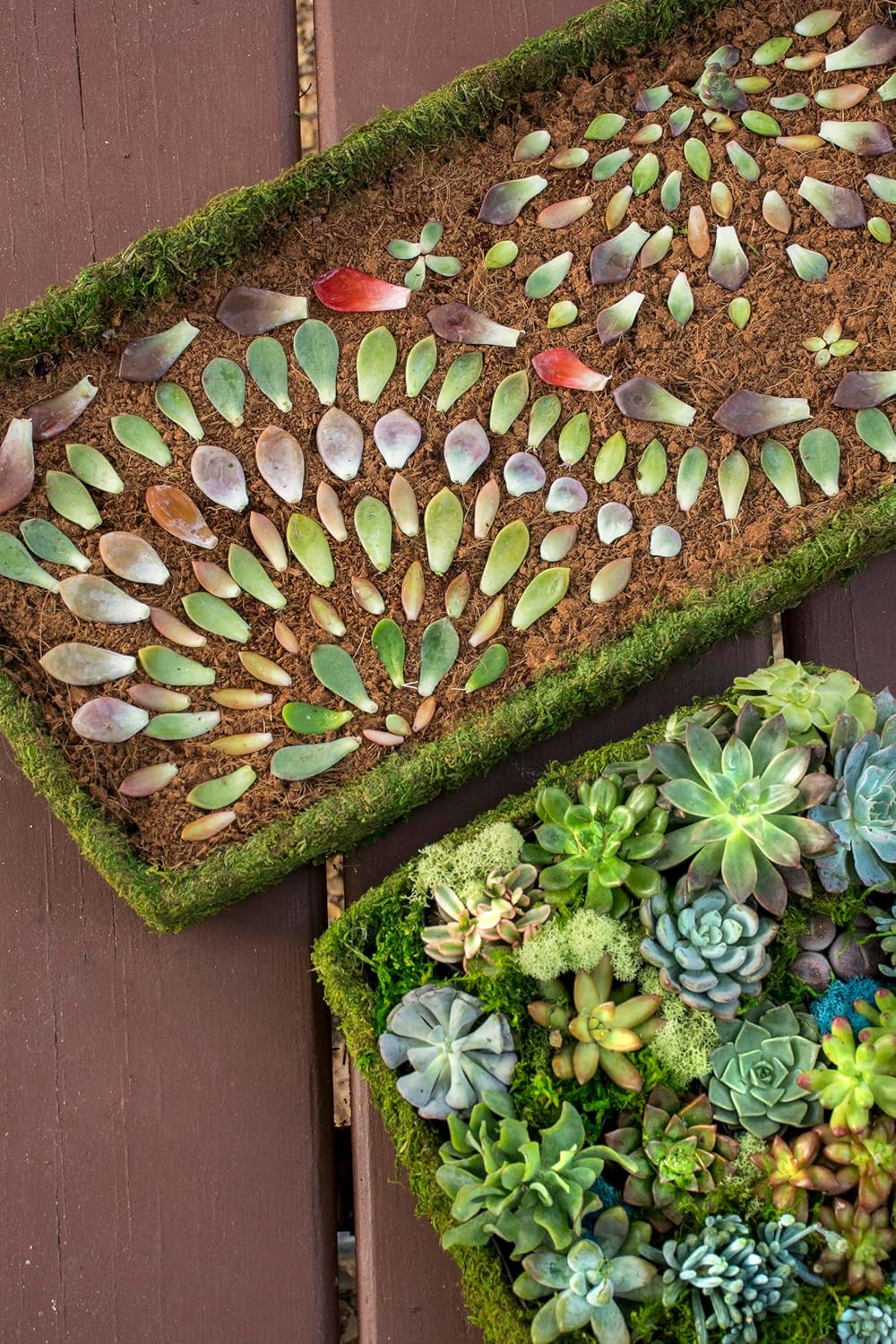 SuperMoss (50341) Rectangular Propagation Tray, Durable Seedling Starter Tray for Indoor Gardening, Plant Propagation, and Succulent Art, 18” x 12”, Fresh Green