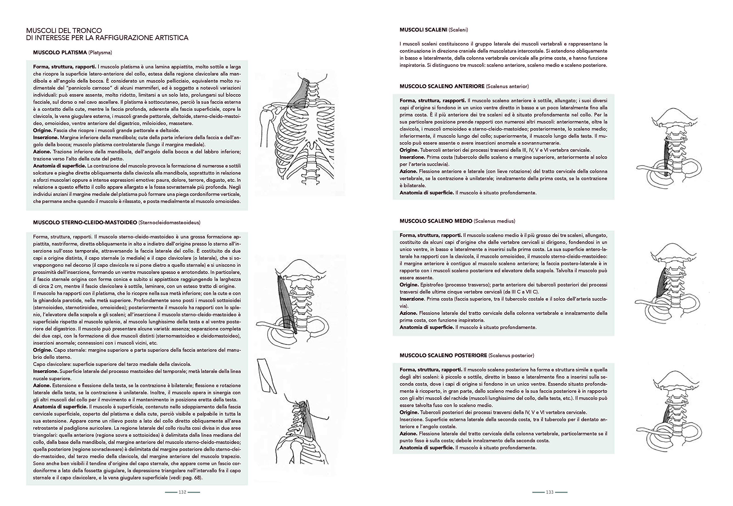 Anatomia per l'artista