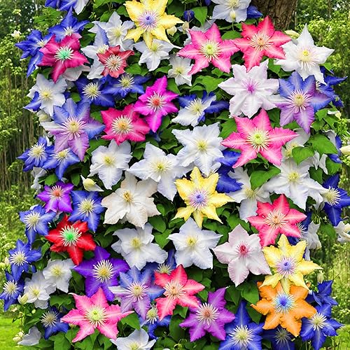 Semillas de flores mixtas de Clematis Flor perenne de 20 semillas