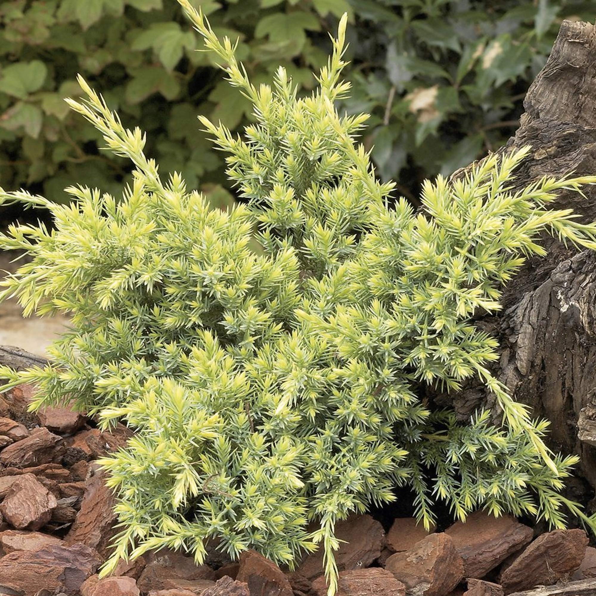 Juniperus Holger Hardy Compact Spreading Evergreen Coniferous Garden Shrub (20-30cm (Incl. Pot))