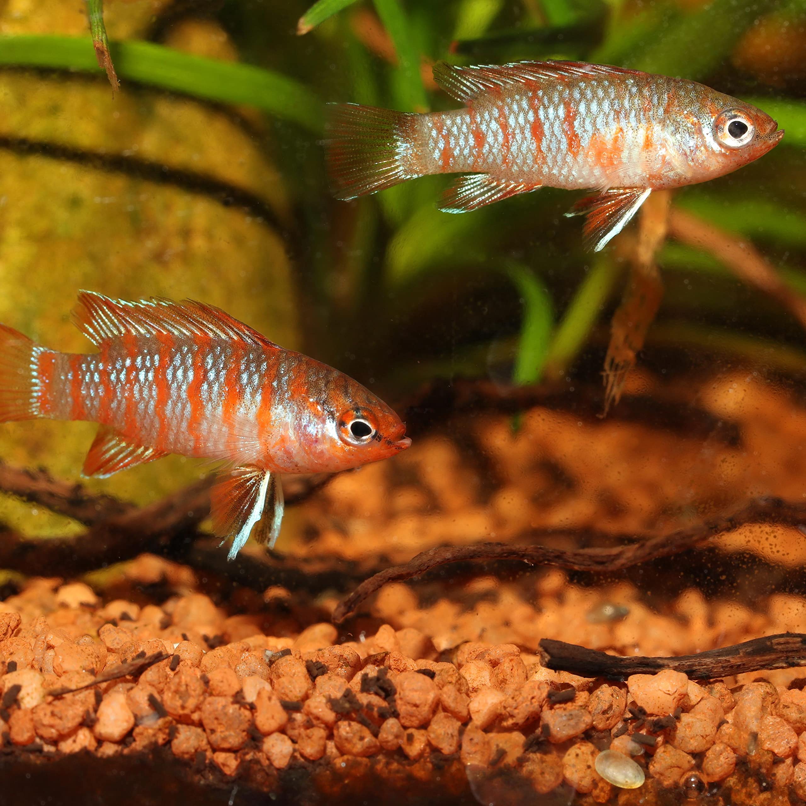 JBL PRONOVO Cichlid Grano, alimento Principal para cíclidos pequeños de 3 – 10 cm, dosificador Clic, gránulos para piensos para Peces, Talla S, 250 ml
