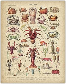 French Crustaceans - Crustaces - Crustaceancore Illustration by Adolphe Millot - 11x14 Unframed Art Print - Great Beach House Wall Decor Poster Under $15