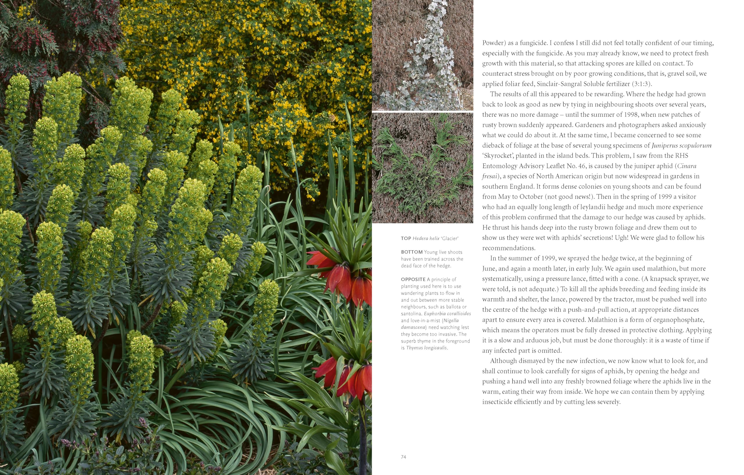 Drought-Resistant Planting: Lessons from Beth Chatto's Gravel Garden