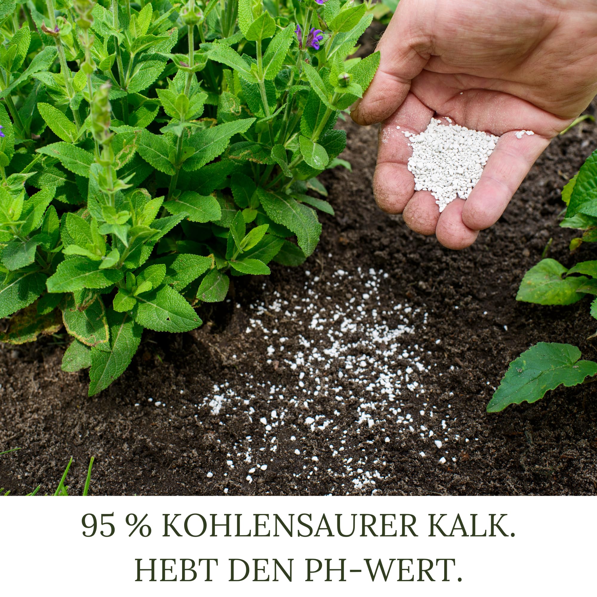 Bio Rasenkalk, Gartenkalk, Kalk, Düngekalk gegen Moos, Filz und Pilze im Rasen, fein gekörnt und staubarm, Gewicht: 30 Kg Für 600 M²