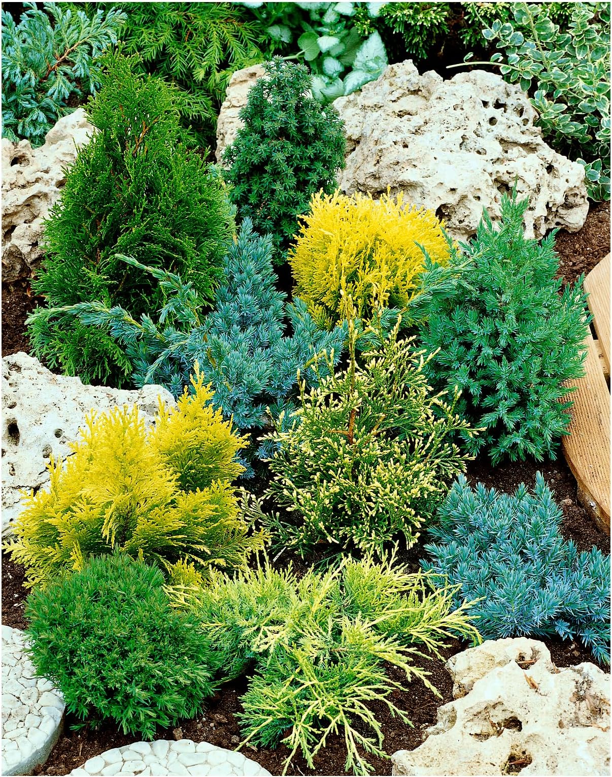 [x8] Dwarf Conifer Collection | Variety-Pack | P9 Pot Plants | Evergreen Shrubs