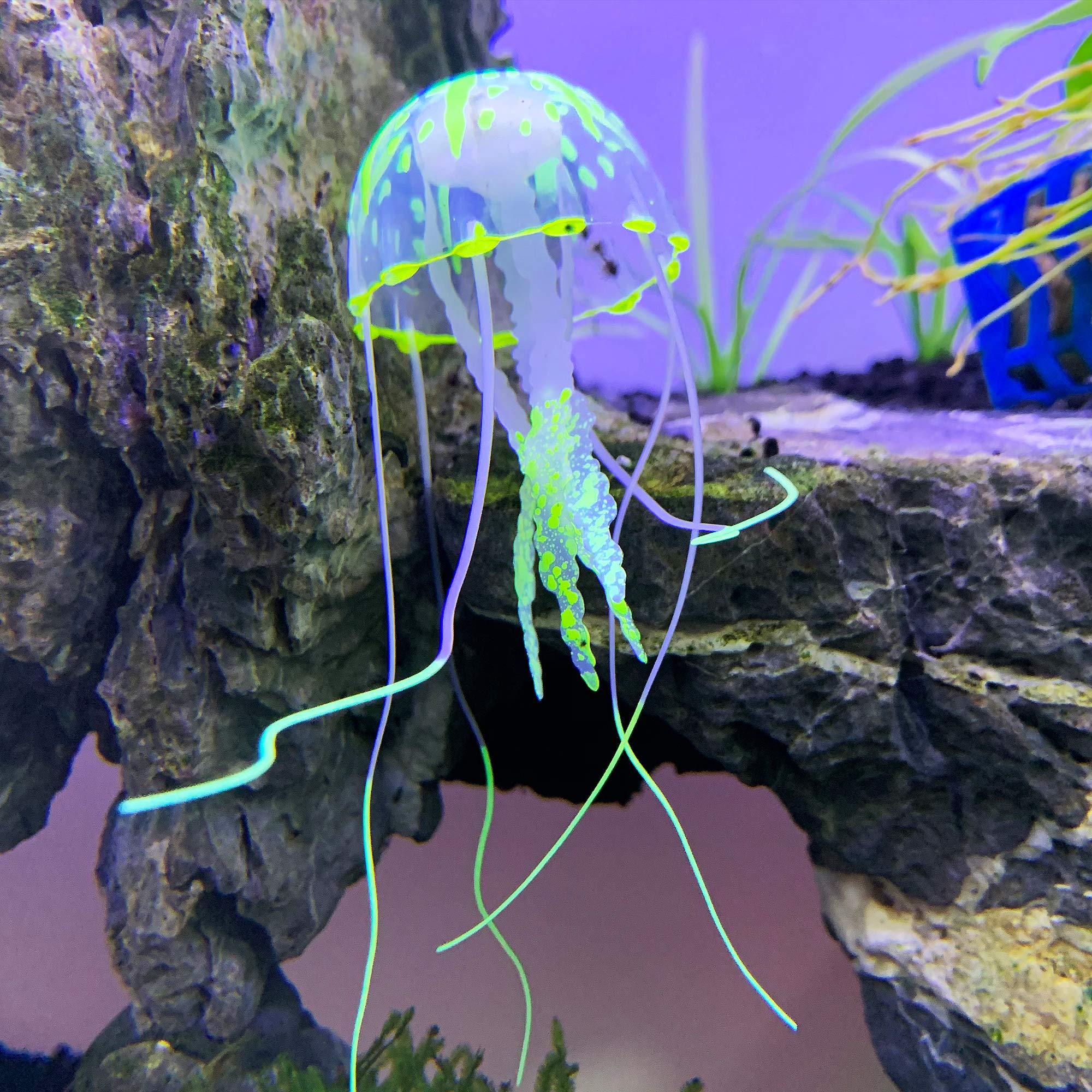 Amazon.co.jp: EnergyPower 観賞用 シリコン製人工クラゲ 蛍光色6色