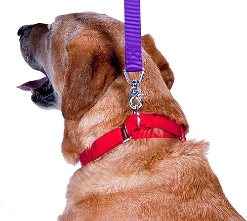 Vista 121 de GoGo Pet Products GoGo - Collar de perro Martingala de 3/8 pulgadas, talla XS, color naranja