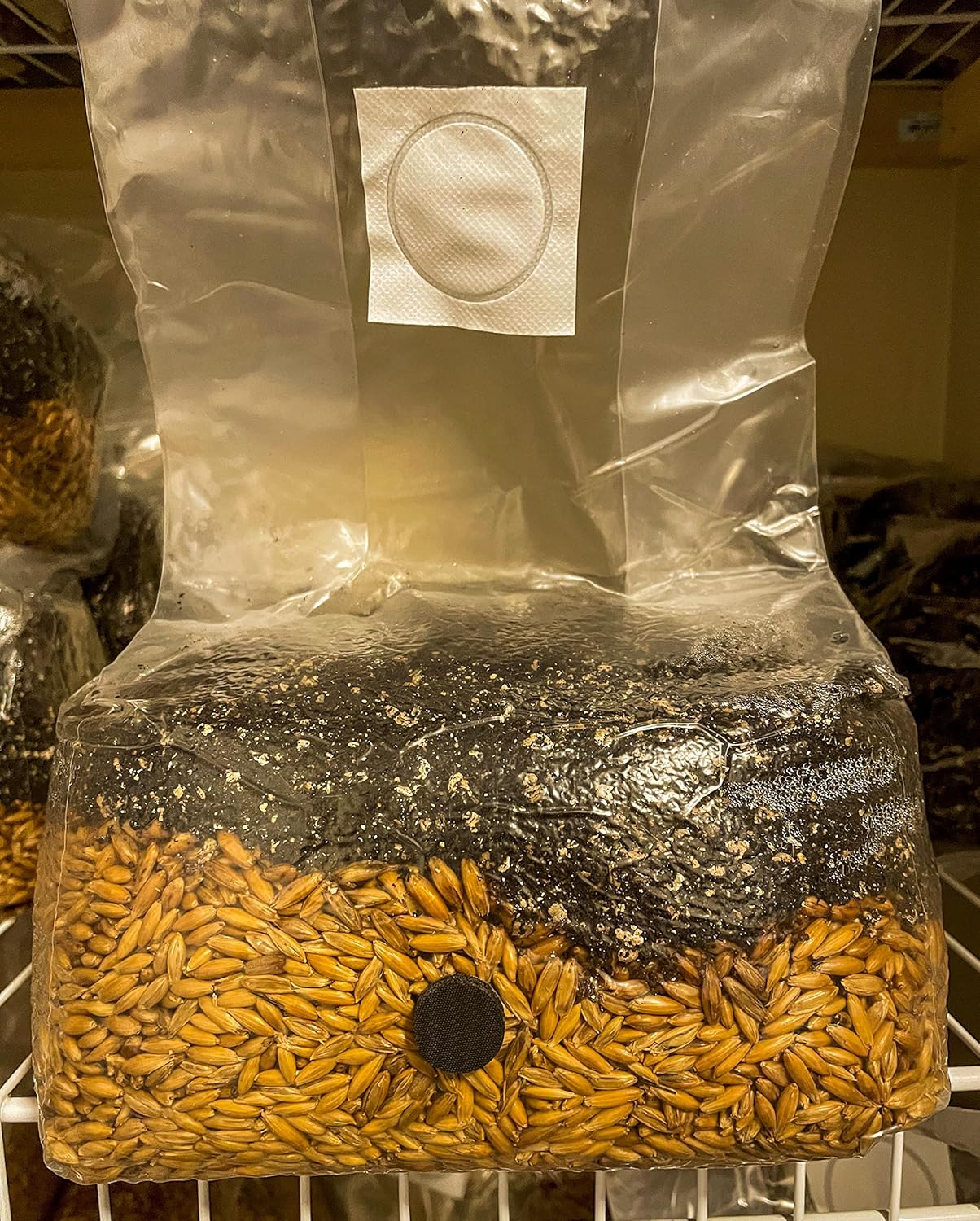 5 lbs. All-in-One sterilized Mushroom Grow Bag - Oats and CVG