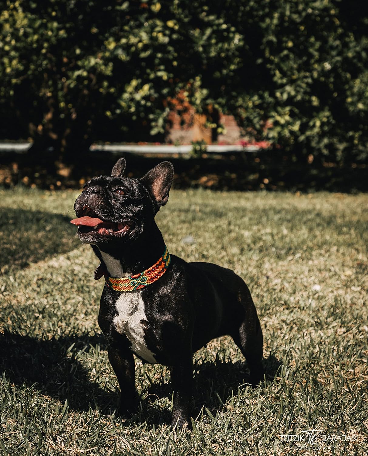 XUXO Dog Leash, Vegan Leather, Handmade, Water Resistant, Durable, El Cuyo, Leash