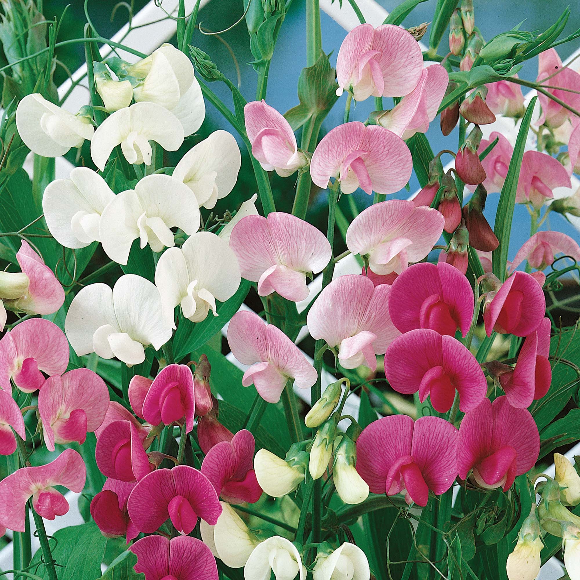 See full amazon price history chart for Creative Farmer Flower Seeds : Dwarf Sweet Pea Flower Seeds Of Winter Season - Garden Flower Seeds Pack Creative Farmer Flower Seeds : Dwarf Sweet Pea Flower Seeds Of Winter Season - Garden Flower Seeds Pack (B074RH6V4J) Amazon Price History, Amazon Price Tracker