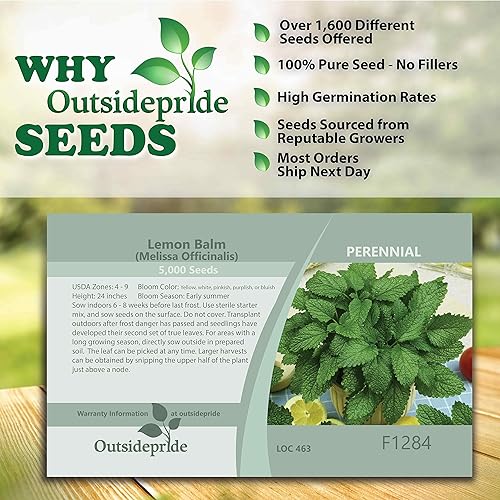 Miniatura 6 de Outsidepride Perennial Melissa Officinalis - Bálsamo de limón culinario plantas de jardín de hierbas aromáticas 5000 semillas