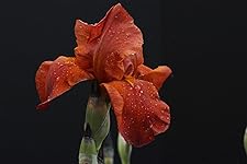 Review Image by Ron Ron