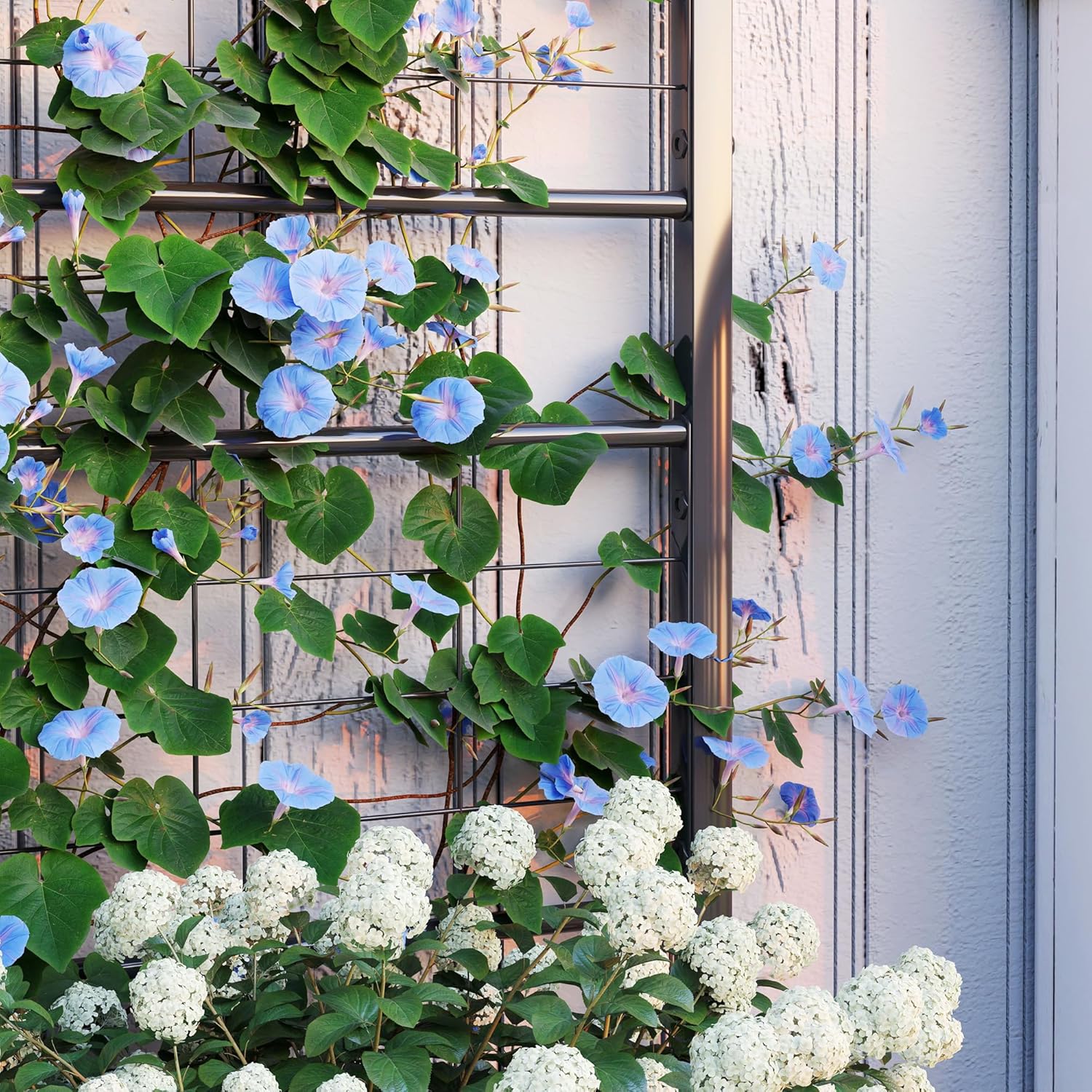 Close-up of blue morning glory vines climbing the trellis, showcasing its support for plants.