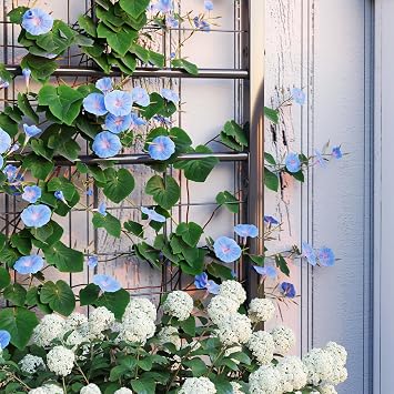 Galvanized Raised Garden Bed with Trellis, Outdoor Metal Planter Box for Climbing Vines, Vegetables & Flowers, Black