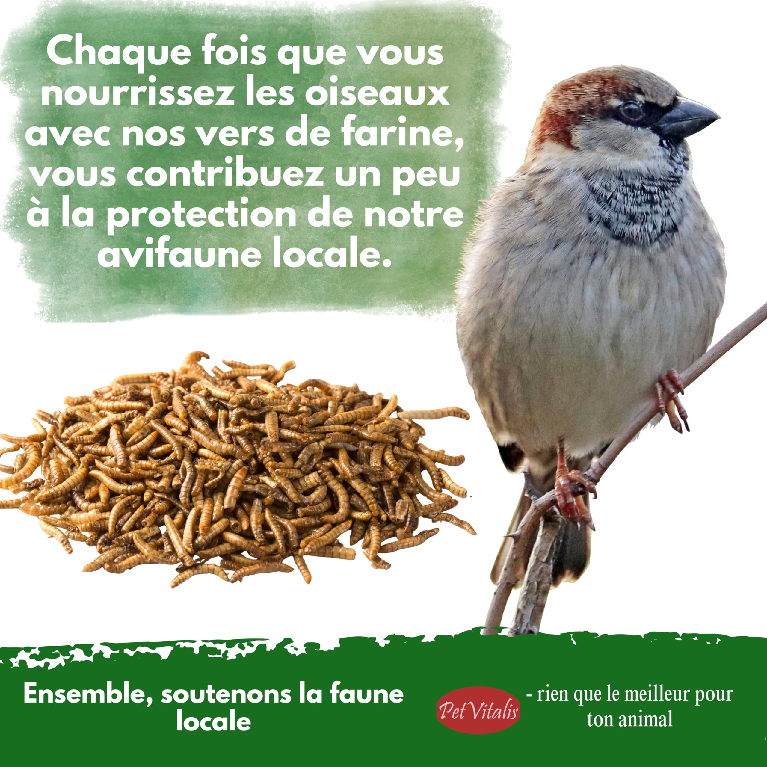 vers de Farine séchés – Aliment Complet Haut de Gamme pour Oiseaux Sauvages, complément à la Nourriture pour Oiseaux – en-Cas Riche en protéines pour Poissons, Reptiles et rongeurs (5 kg)