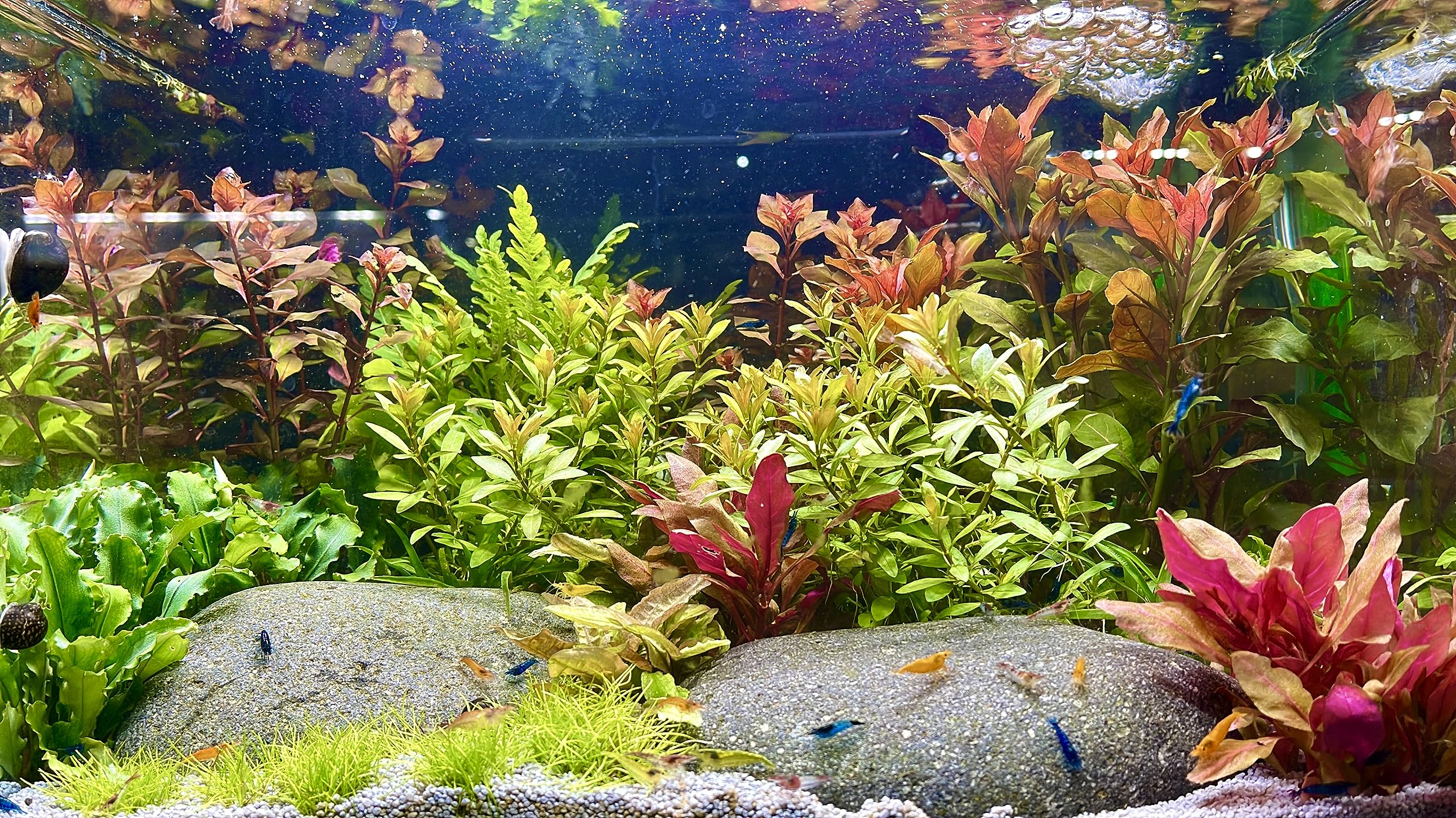 Daxton-Plant - 10 Bund Wasserpflanzen Mix - Aquarim - Pflanzen - gegen  Algen - 10 Bund Pflanzen : Amazon.de: Haustier