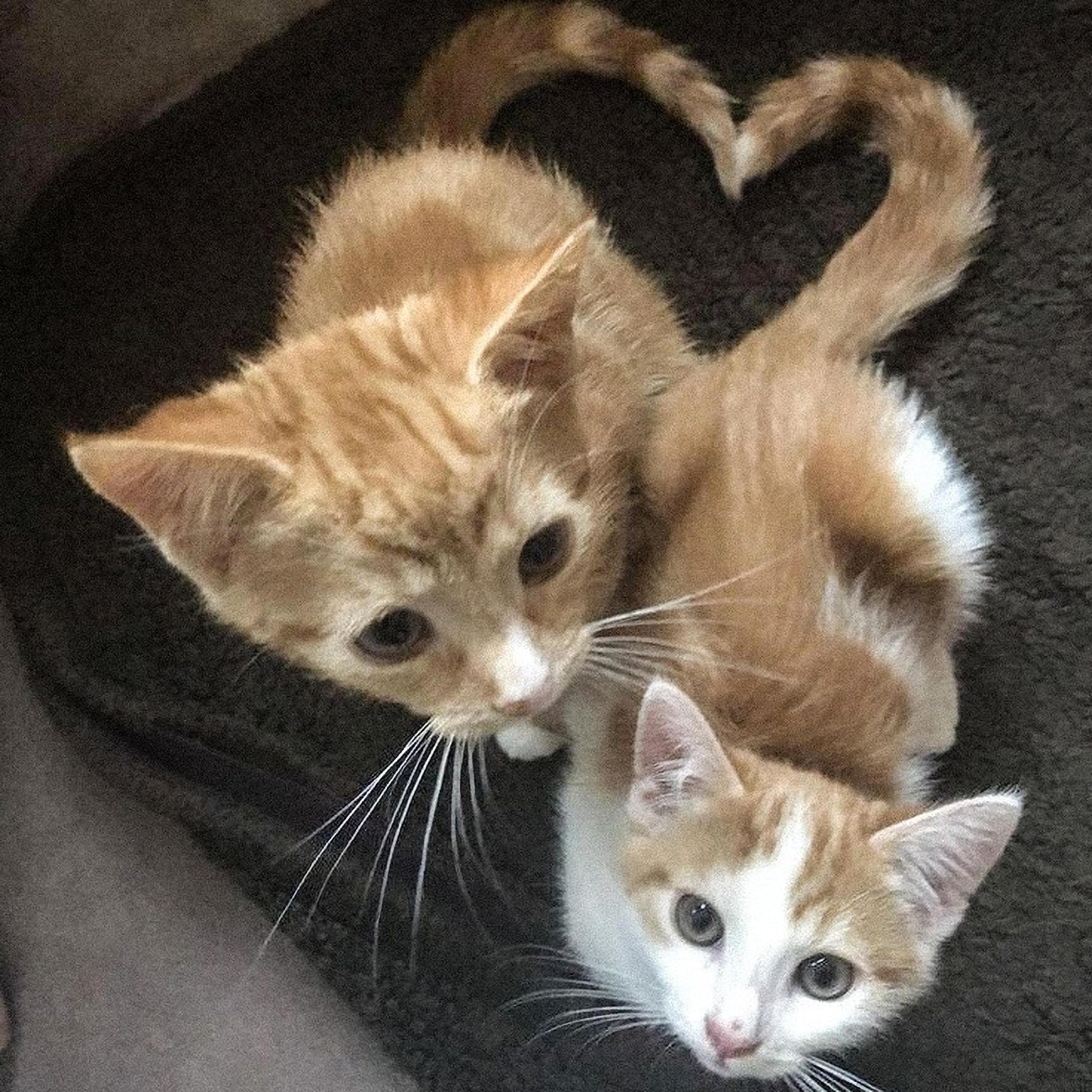 fairies in our house