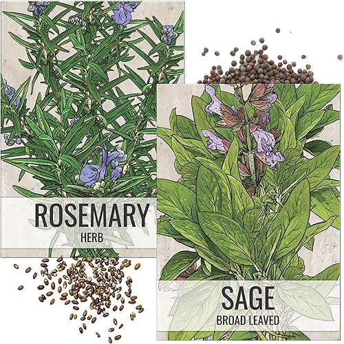 Seed Needs Semillas de romerosalvia de hoja ancha para plantar un jardín de hierbas de interior, reliquia sin OMG y semillas sin tratar para plantar