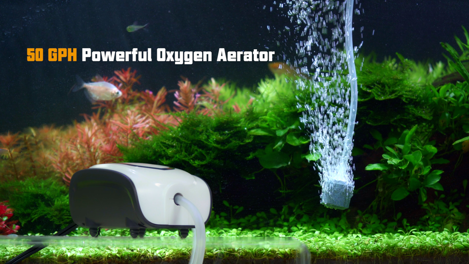 Watch fishkeeper Ultra-Quiet Mini Aquarium Air Pump 3W on Amazon Live