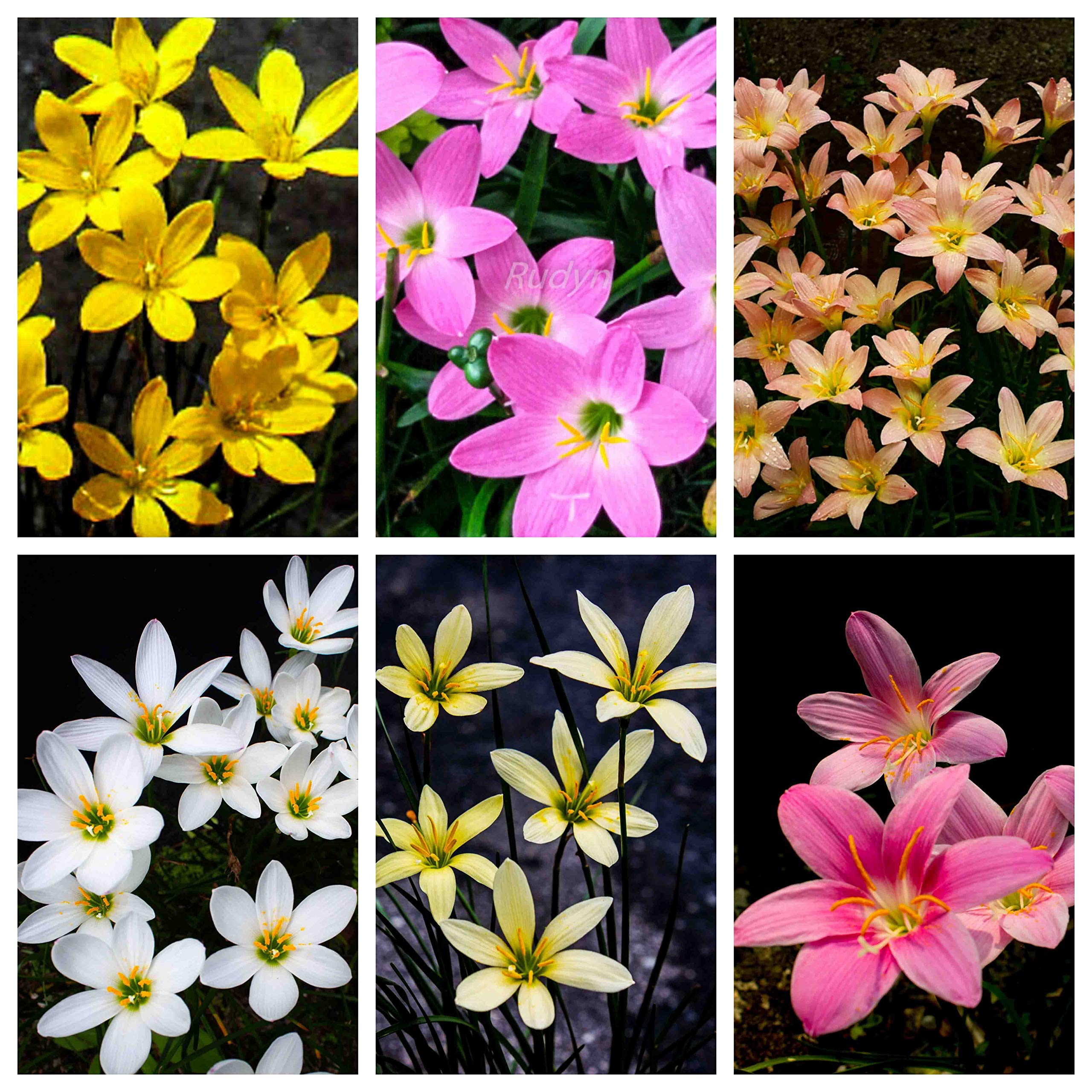 PlantaZee Rudyn Gladioli Farm Zephyranthes Mix or Rain Lily (5 Bulbs) (B08FDSTG6P) Amazon Price History, Amazon Price Tracker