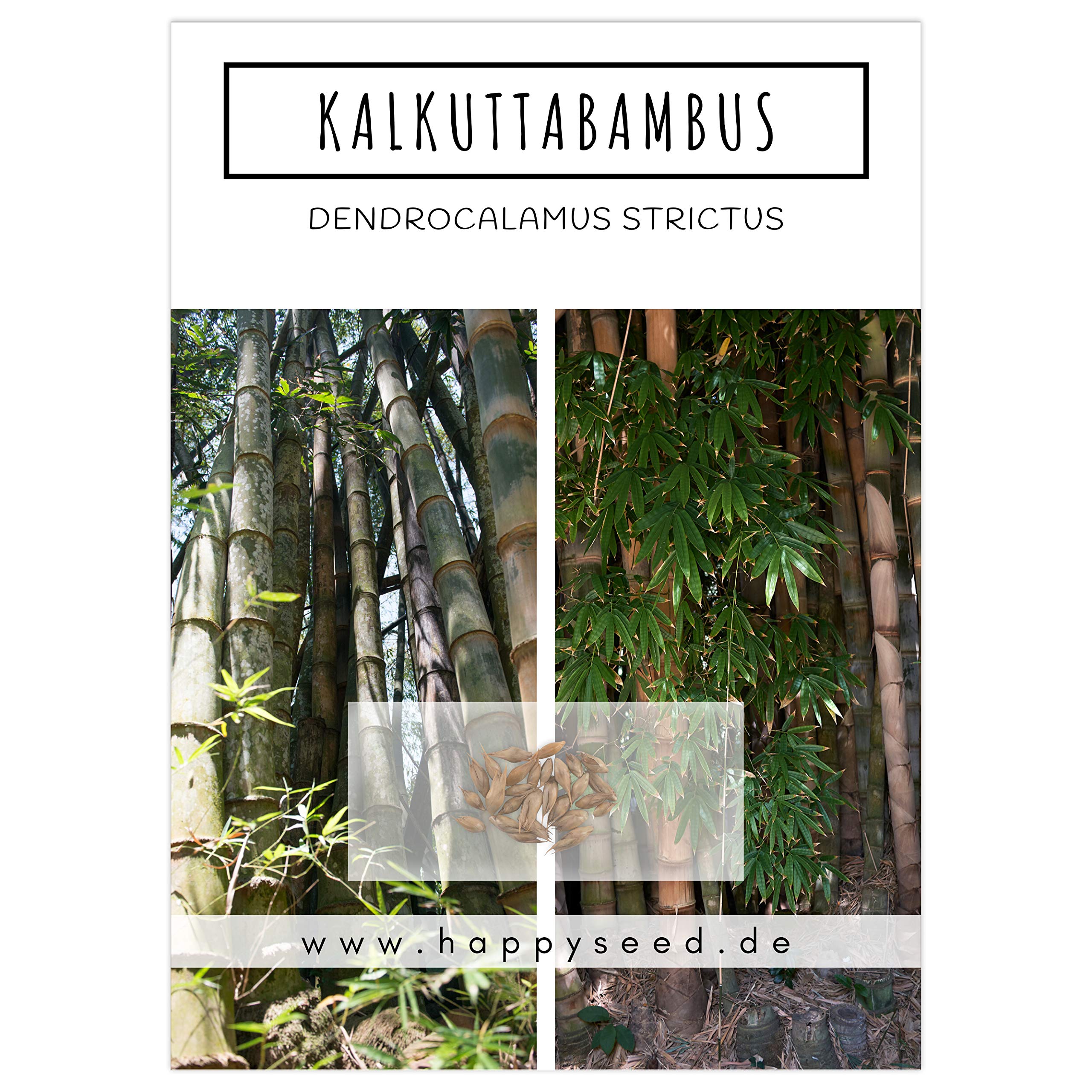 Bambus Samen mit hoher Keimrate - Bambussamen schnellwachsend & winterhart  ideal als dekorativer Sichtschutz (Kalkuttabambus) : Amazon.de: Garten