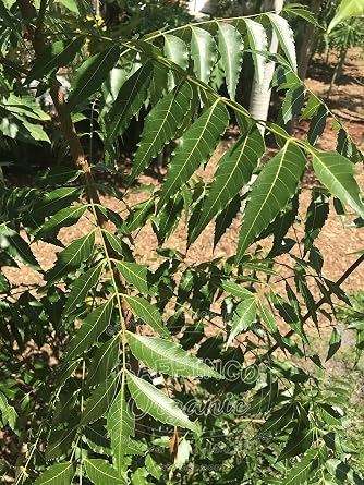 Fresh Neem Azadirachta Indica Leaves Premium Quality Organic Leaf from Florida by BAFFINCO ORGANIC (200 leaves)