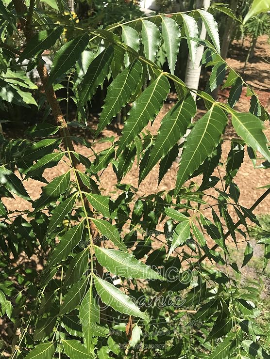 Fresh Neem Azadirachta Indica Leaves Premium Quality Organic Leaf from Florida by BAFFINCO ORGANIC (200 leaves)