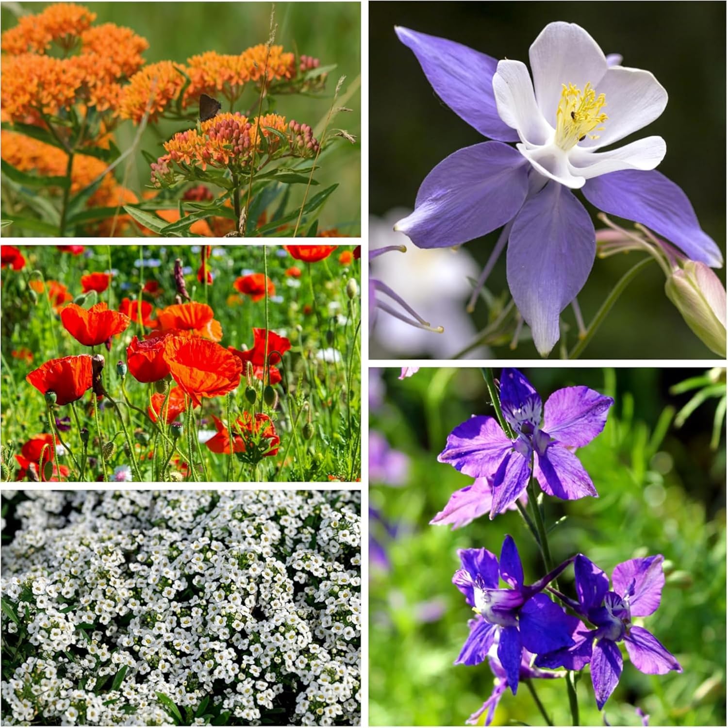 Seed Needs Wildflower Seed Packet Party Favors Pre-Filled & Ready to Hand Out Great for Weddings, Bridal Showers, Memorials, Fundraisers & Other Events Heirloom & Untreated (30 Packets)