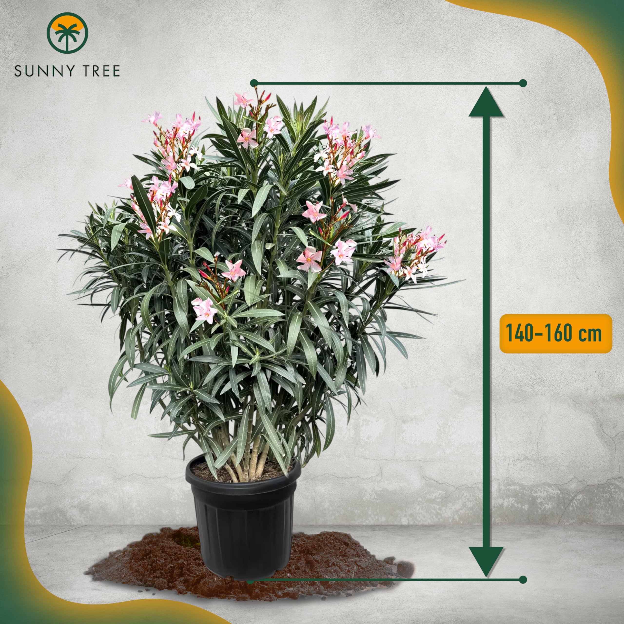 Sunny Tree Oleander z Jasnoróżowymi Kwiatami 140-160 cm Wiecznie Zielone Mrozoodporne Rośliny Ogrodowe Odporny na Zimno