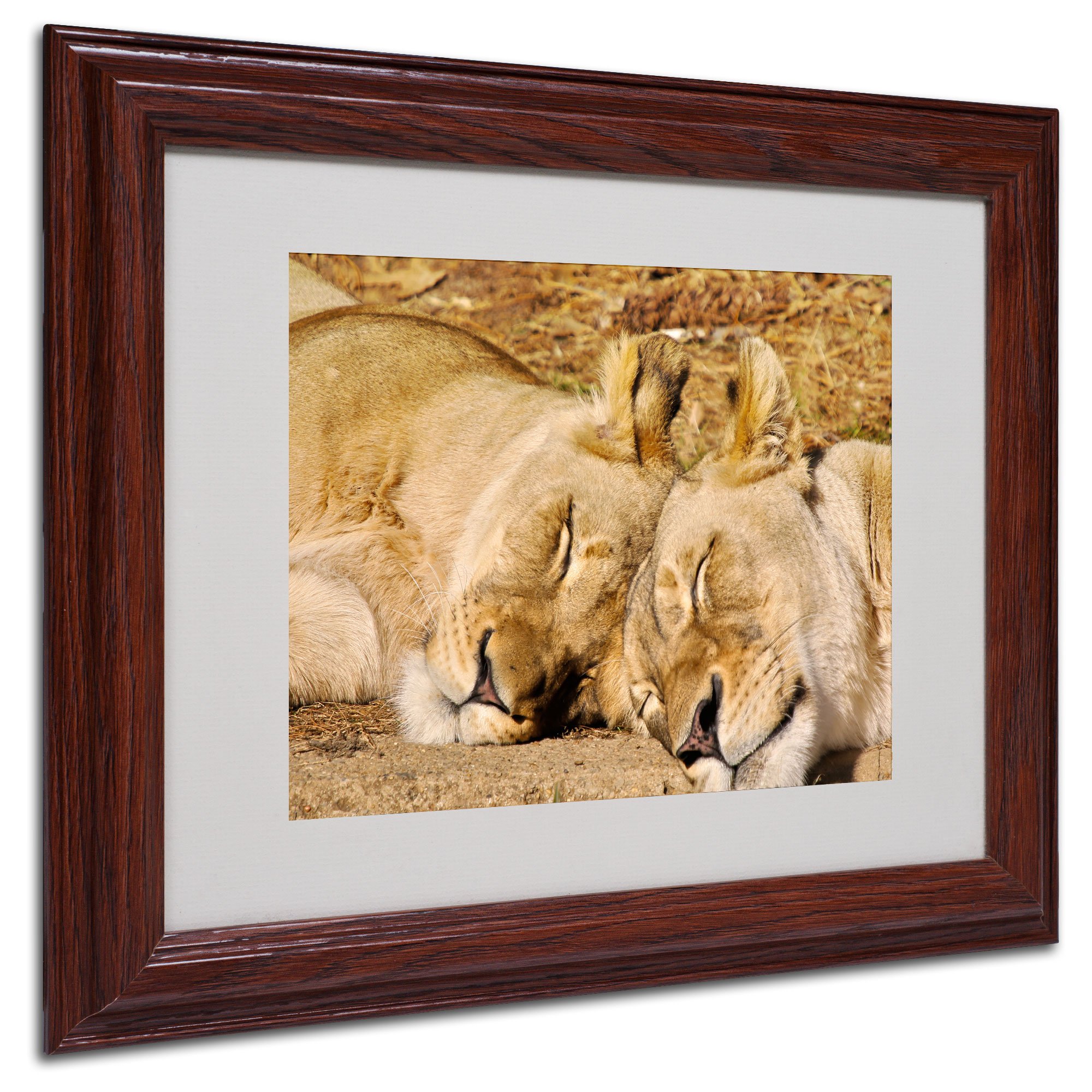 National Zoo-Lions Canvas Wall Art by CATeyes, Wood Frame, 11 by 14-Inch