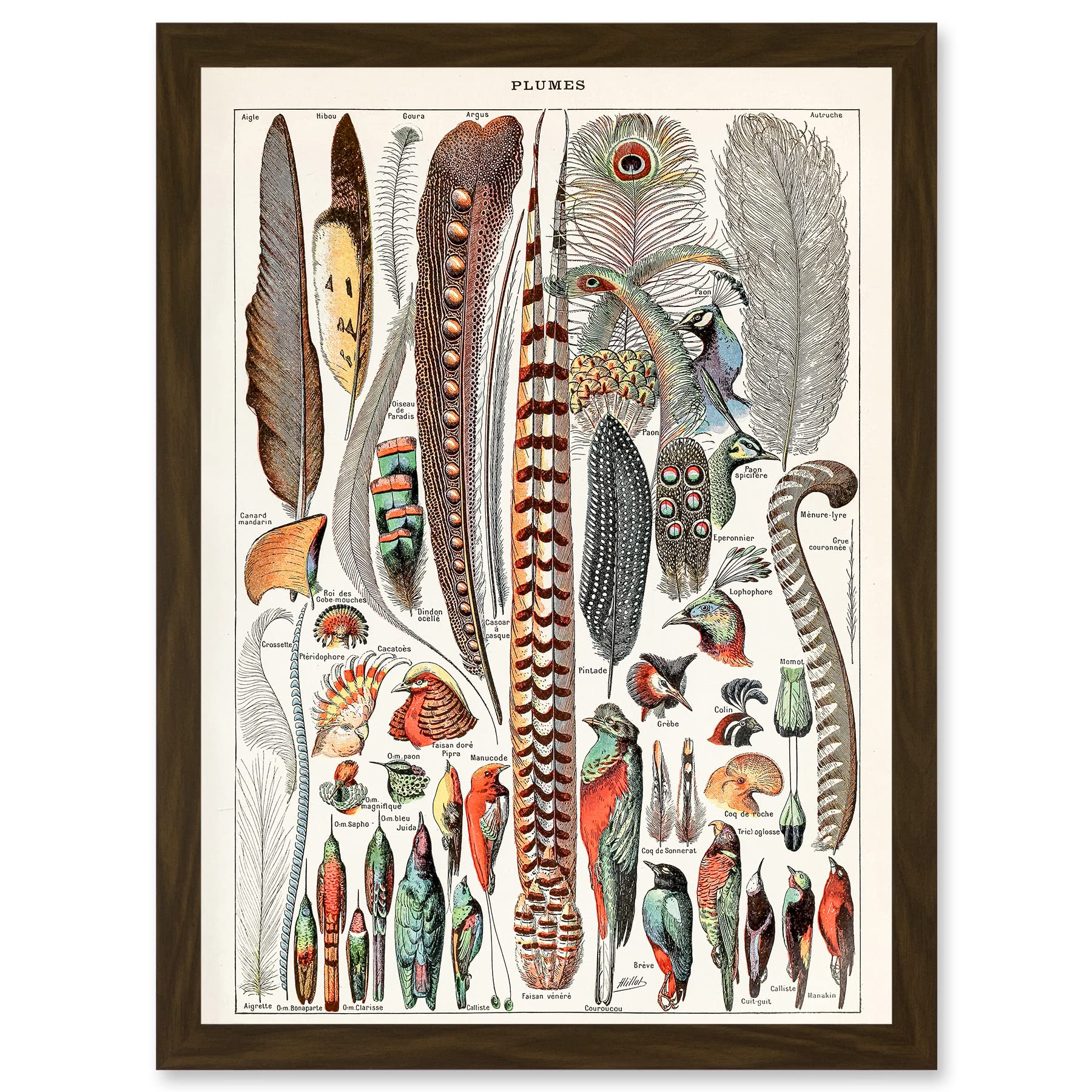 Artery8 Millot Encyclopedia vintage Birds Feathers Plumage Nature Artwork Framed Wall Art Print A4