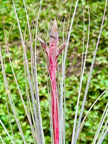Miniatura 5 de ragnaroc Plantas de aire  Tillandsia Juncea Jumbo 8-12 pulgadas  5 unidades  Vive Arrival garantizado  Plantas de casa para decoración del hogar y
