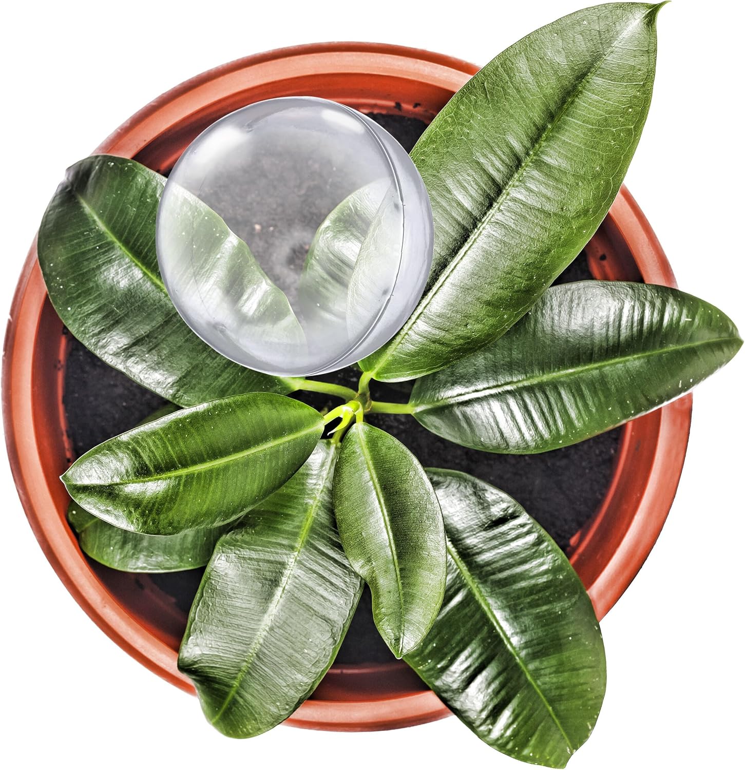 Relaxdays Watering Balls, Set of 10, H x D: 28 x 8 cm, Thirst Balls for Flowers and Plants, 250 ml, Plastic, Transparent