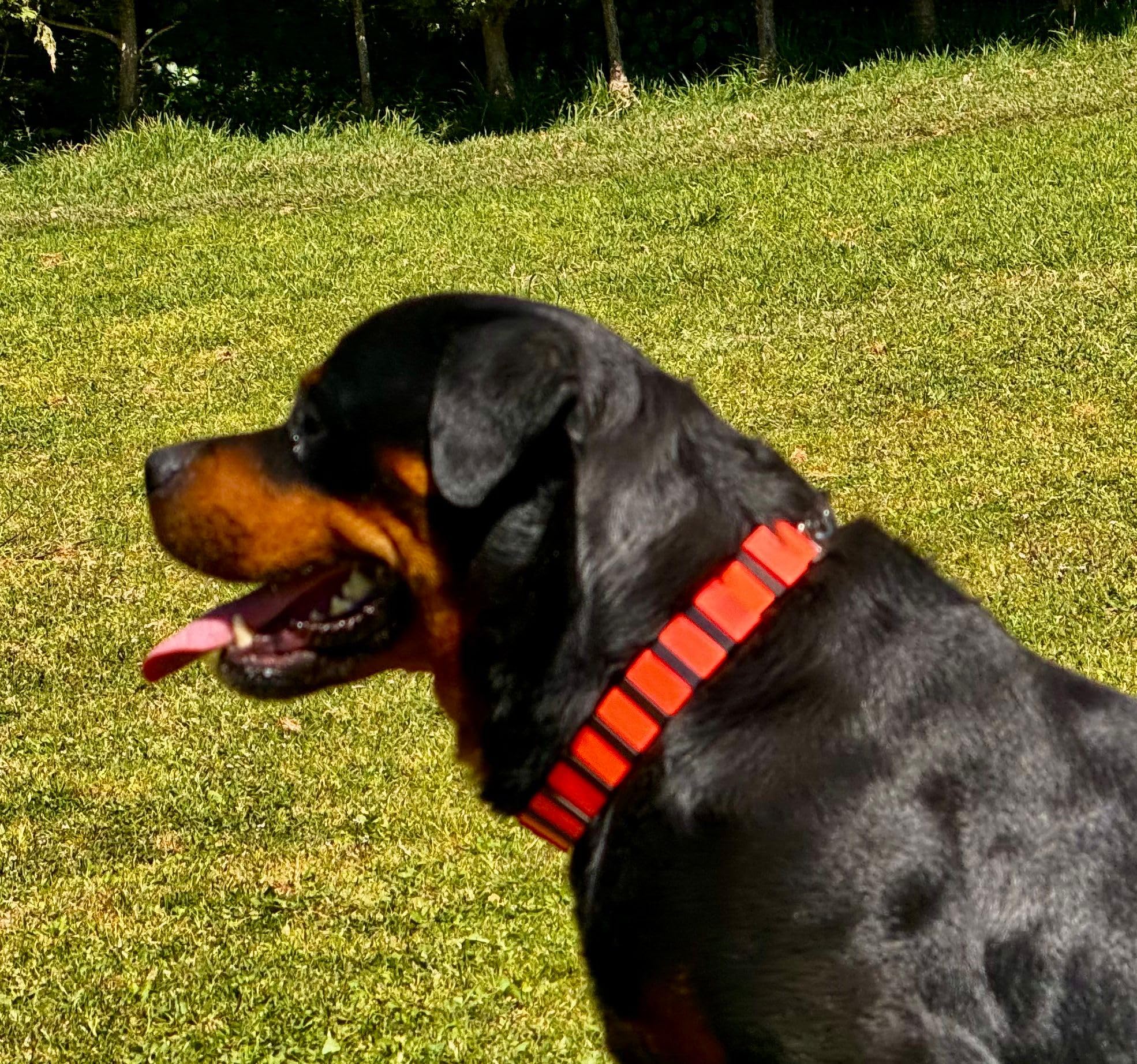 Collar de Adiestramiento para Perros Profesional Ajustable | Collar Educativo Seguro sin Daño | Ligero y Resistente | Control de Tirones | Uso canino y Doméstico | Polímero (Negro)