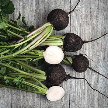 Eden Brothers Radish Seeds - Black Spanish Round
