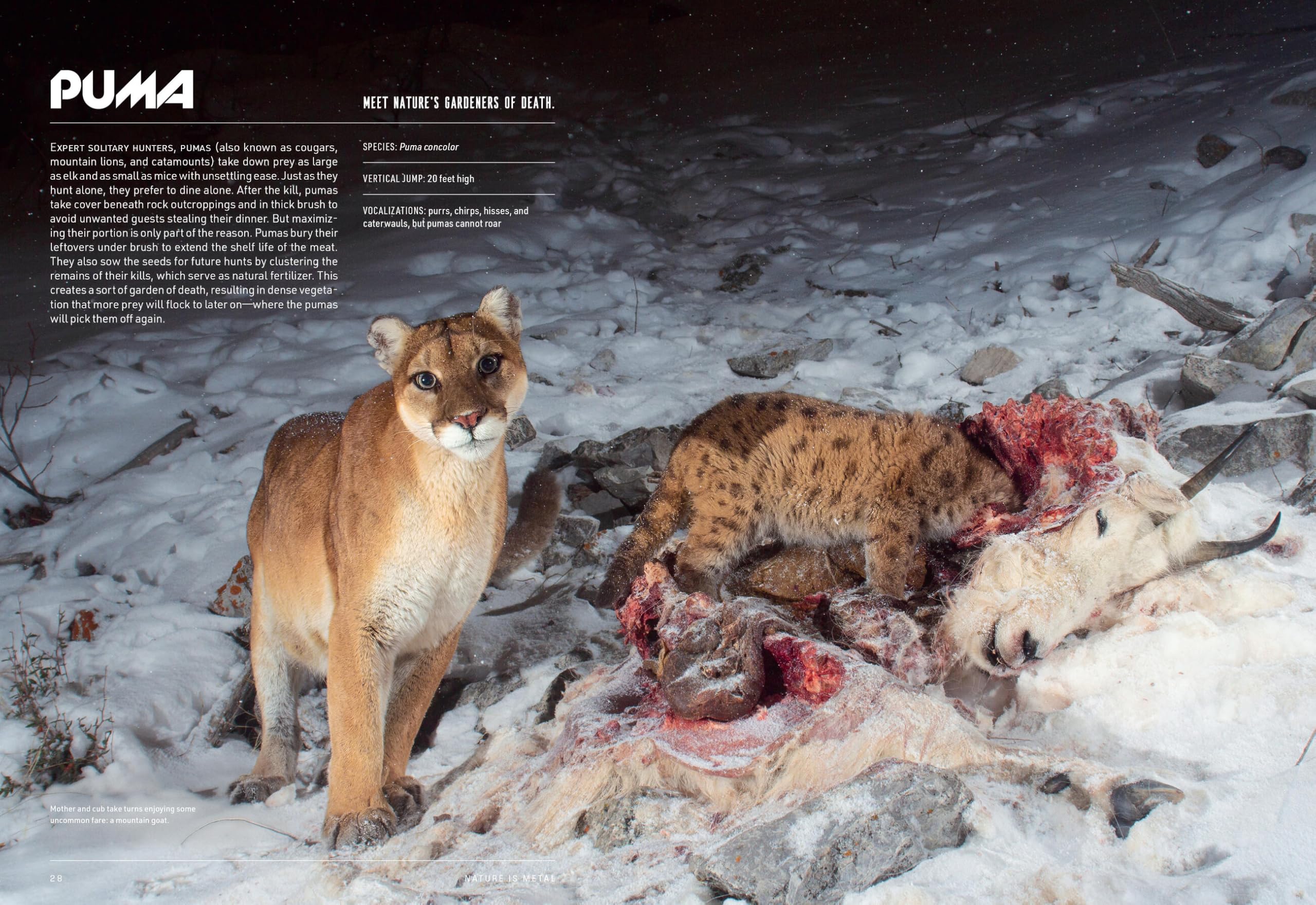 Nature Is Metal: It's a Life-Eats-Life World